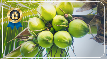 Identificação de feromônio da praga do coco pode levar ao controle biológico