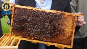 Pesquisa estuda avaliação de risco de agrotóxicos para abelhas nativas